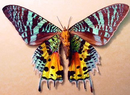 mada-sunset-moth.jpg
